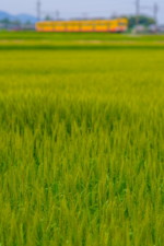 自由	麦の里をゆく/三重県いなべ市 平11卒	寺尾 健太郎