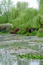自由部門  睡蓮の池/ジヴェルニー(フランス) 昭30卒 大鐘 榮三
