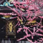 自由部門  令和の梅/京都  昭30卒 梶原 高男