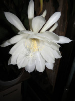 自由部門  月下美人/自宅  昭36卒  鈴木 忠雄