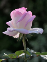 自由部門  咲き初めし・・・/調布市・神代植物公園  昭41卒 川上 和夫