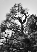 自由部門  Courante/京都  昭60卒 東 俊治