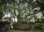 自由部門 御嶽(ウタキ)/鹿児島県 奄美郡 喜界町住吉神社 平2卒 金城 正道