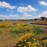 自由部門 休耕畑の片隅で 庄村勝男