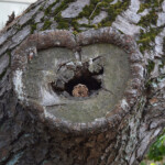 自由部門 笑笑の松 山崎仁郎