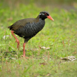 自由部門 鳥に訊け ヤンバルクイナ 渡辺新平