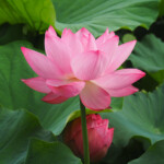 自由部門 夏の朝 鈴木一正 自由部門 夏の朝 鈴木一正