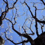 自由部門 梅 辻久男