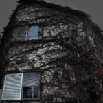 テーマ部門 蔦の家 白谷達也