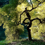 自由部門 金色着用老樹 庄村 勝男