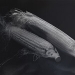 自由部門 コーン(F64、36秒) 井川 博