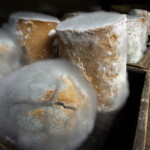 自由部門 味噌玉の宇宙 小川 忠博