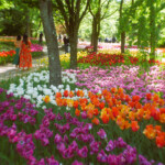 自由部門 チューリップ畑 春の宴 高山 浩一