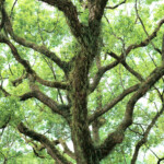 自由部門 Passacalia 東 俊治