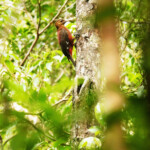 自由部門 鳥に訊け?ノグチゲラ  渡辺 新平