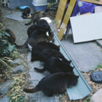 自由部門 給食のお時間 飯窪 敏彦