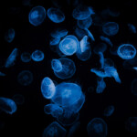 自由部門 プラネタリウム 田口 睦大