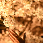 自由部門 春を愛づ 山口 ゆい