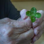 テーマ部門 骨上げを待つ 金城 正道