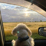 自由部門 アンディ 麦畑の夕景 高山 浩一