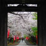 自由部門 花の道  勝山 泰典